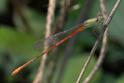 Telebasis isthmica (Green-eyed Firetail) male-3.jpg